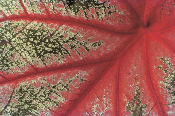 Close up of caladium leaf pattern, Bangalore (photo)  van 