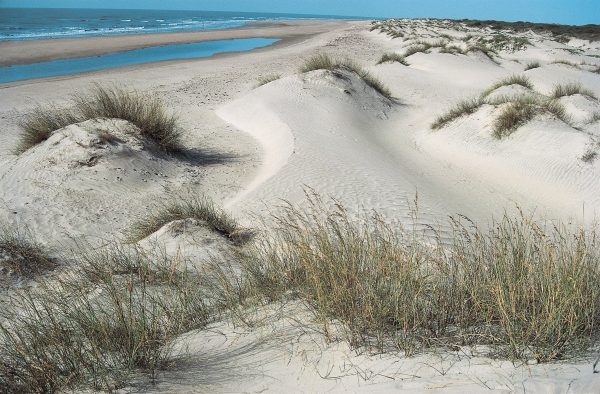 Coastal sand dunes, Kutch (photo)  van 