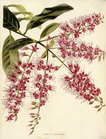 Combretum Purpureum From The Botanical Cabinet, Consisting Of Coloured Delineations Of Plants From A van 