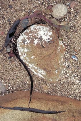 Calcium carbonate encrustation on rock and kelp (photo) 