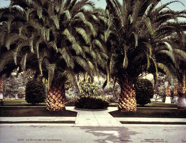 Date Palms / California / Photo / 1901 van 