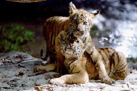 Deux Freres TWO BROTHERS de JeanJacquesAnnaud avec les petits tigres Kumal, Sangha