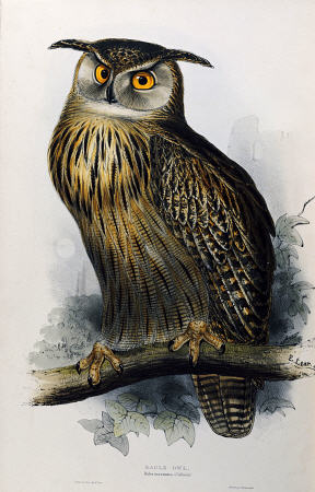 Eagle Owl, Lithographic Plate From ''The Birds Of Europe'' John Gould van 