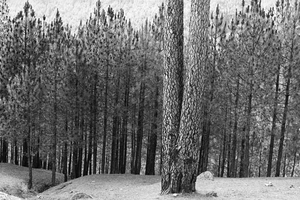 Form of tree trunk (b/w photo)  van 
