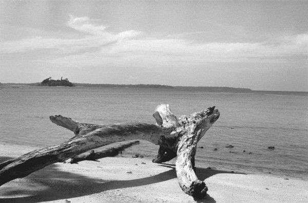 Form of tree trunk at beach (b/w photo)  van 