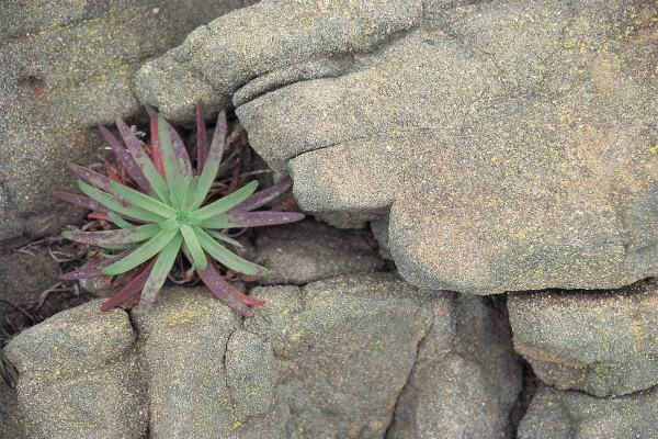 Hand Like Rock formation Sheltering wild succulent (photo)  van 