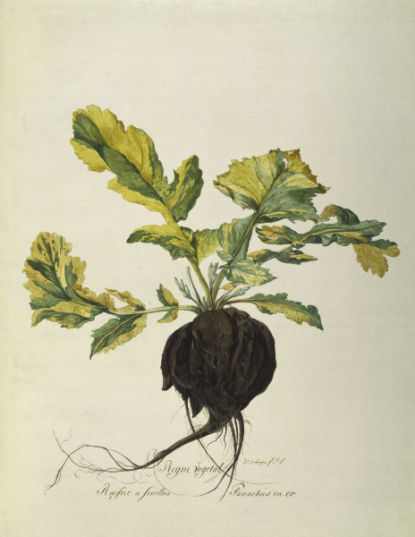Horseradish, Règne Végétal / Gouache van 