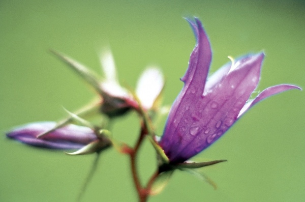 Large Bell Flower (Campanula latifolia) (photo)  van 