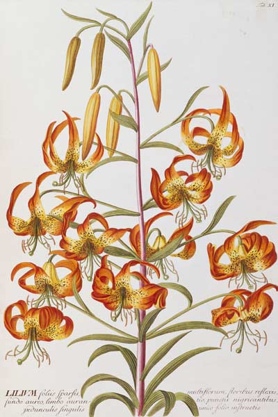 Lilium From ''Plantae Selectae'' van 