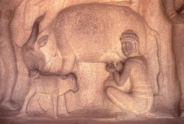 Milking the Cow, Krishnmandapam, 5th century (carved granite)  van 