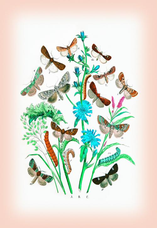 Moths: Agrotis Segetum van 