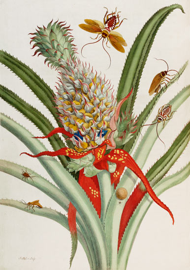 Pineapple (Ananas) With Surinam Insects van 