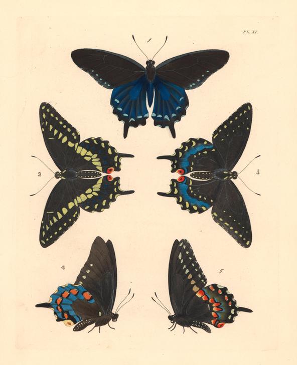 Pipevine swallowtail butterfly van 