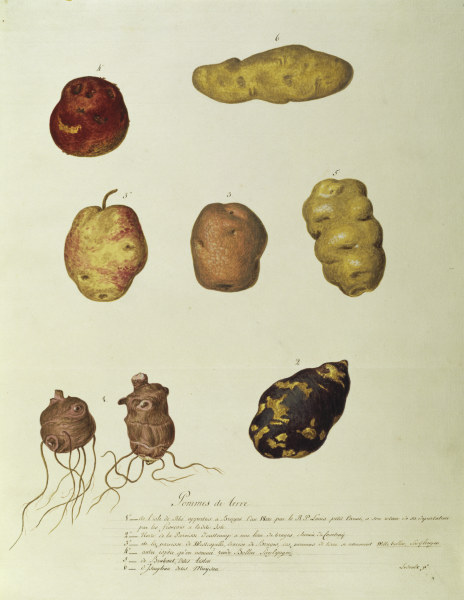 Potato, Règne Végétal / Gouache van 