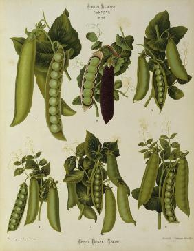 Peas / Album Benary / Colour lithograph