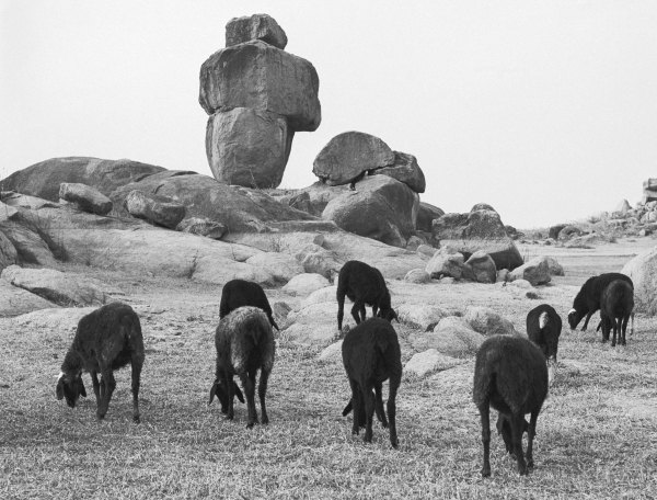 Rocks and sheep grazing (b/w photo)  van 