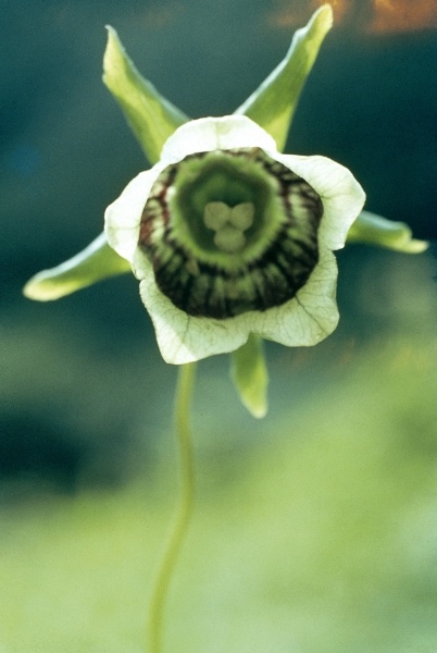Roundleaf Asiabell (Codonopsis rotundifolia) (photo)  van 