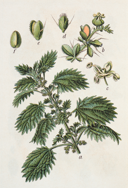 Small Nettle / from J.Sturm van 