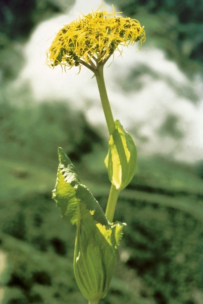 Sheathing Groundsel (Ligularia ampexicaulis) (photo)  van 