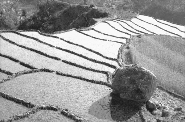 Step fields of rice, Eastern Nepal (b/w photo)  van 