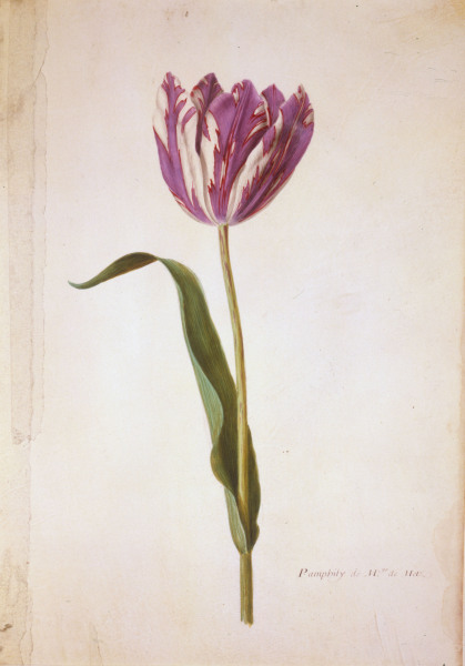 Tulip / Miniature by Nicolas Robert van 
