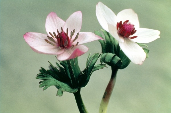 Wood Anemone (Anemone biflora) (photo)  van 