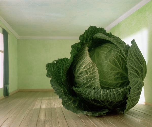 Cabbage (after Magritte) 1995 (colour photo)  van Norman  Hollands
