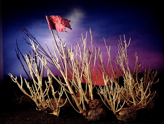 Battle for the potatoes, 1994 (colour photo)  van Norman  Hollands