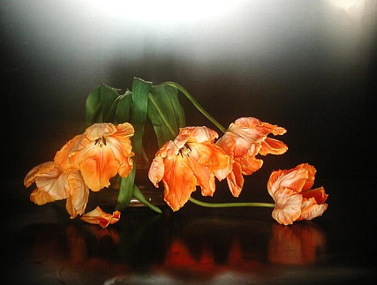 Drooping parrot tulips, 1990 (colour photo)  van Norman  Hollands