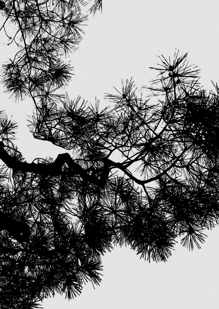 Pine Tree Black & White van Orara Studio
