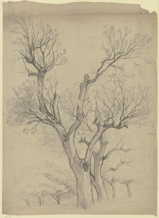 Leafless pair of trees van Otto Scholderer