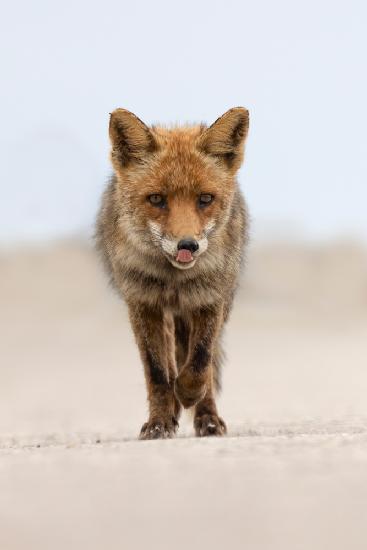 Red Fox