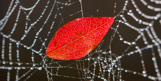 Blatt im Spinnennetz van Patrick Pleul