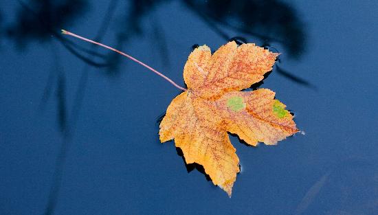 Herbstblatt im Wasser van Patrick Pleul