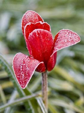 Gefrorene Tulpe