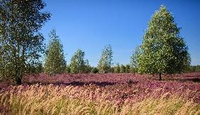 Heidekrautblüte im Naturschutzgebiet