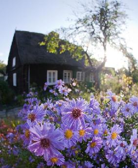 Herbstastern im Spreewald