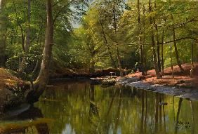 Summer's Day at the Forest Stream