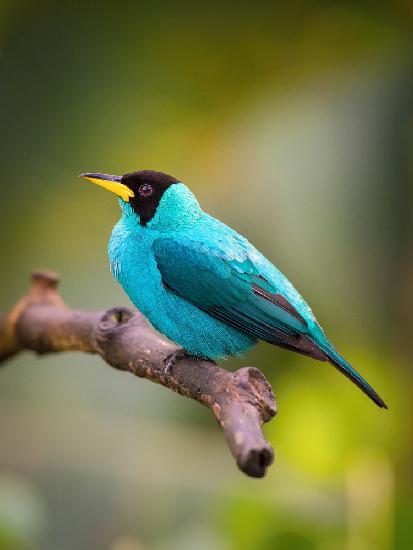 The Green Honeycreeper, Chlorophanes spiza