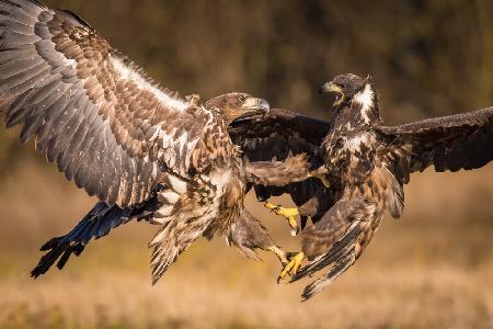 The White-tailed Eagles, Haliaeetus albicilla