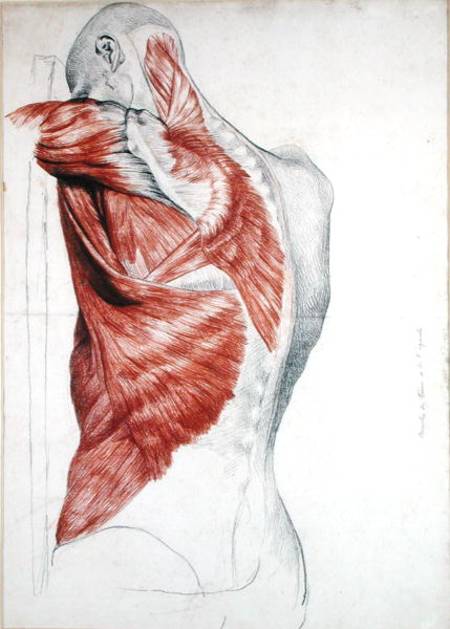 Human Anatomy; Muscles of the Torso and Shoulder (pencil & red chalk on paper) van Pierre Jean David d'Angers