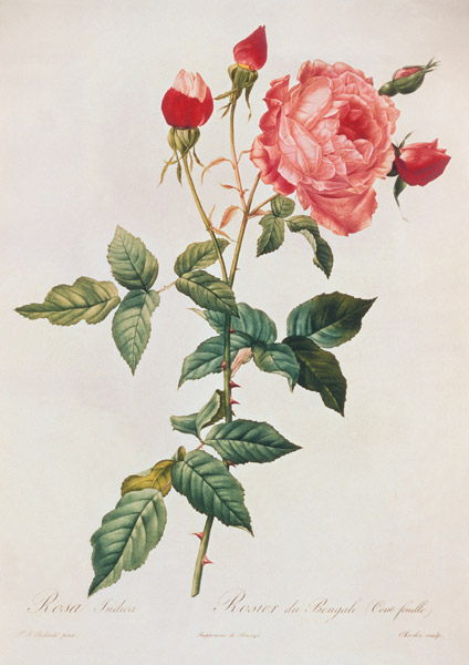 Rosa Indica van Pierre Joseph Redouté
