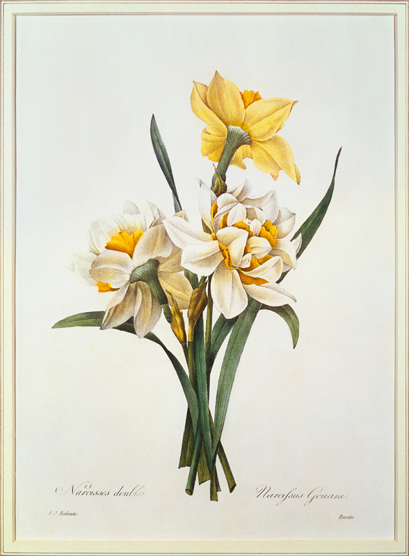 Narcissus gouani (double daffodil), engraved by Bessin, from 'Choix des Plus Belles Fleurs' van Pierre Joseph Redouté