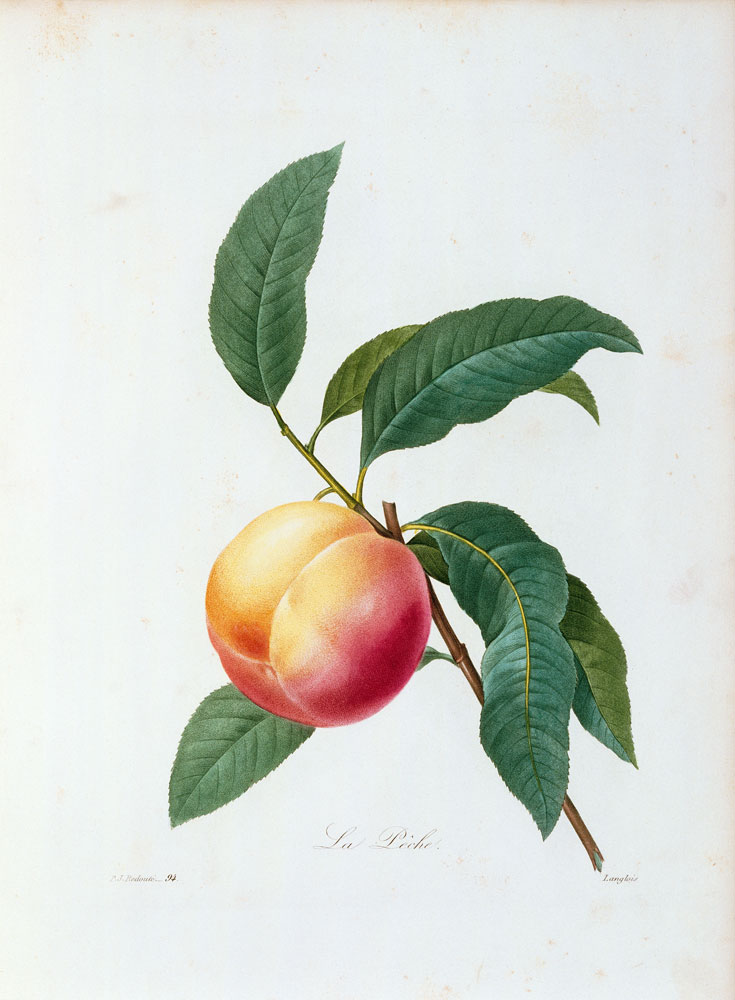 Peach / Redouté van Pierre Joseph Redouté