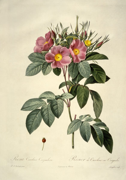 Rosa carolina corymbosa / after Redoute van Pierre Joseph Redouté
