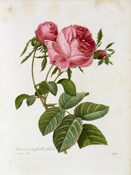 Roses / Redouté 1835, 131 van Pierre Joseph Redouté