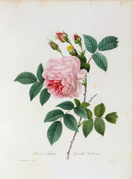 Tea Rose / Redouté 1835 van Pierre Joseph Redouté
