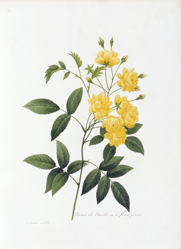 Yellow Lady Banks Rose / Redouté 1835 van Pierre Joseph Redouté
