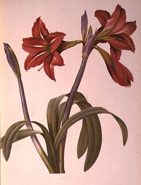 Amaryllis Brasiliensis, from `Les Liliacees' van Pierre Joseph Redouté