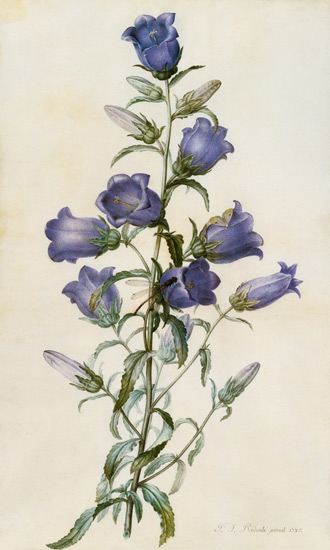 Campanula: Medium (Canterbury Bell) van Pierre Joseph Redouté